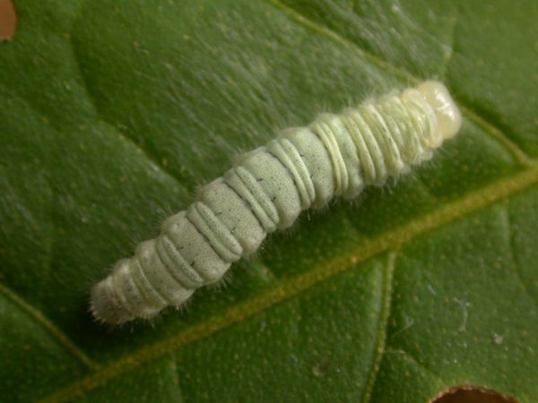 Hyalenna sulmona 5th instar, KRW-174