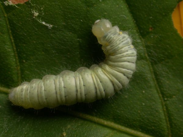 Hyalenna sulmona 5th instar, KRW-174