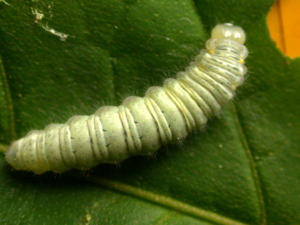Hyalenna sulmona 5th instar, KRW-174