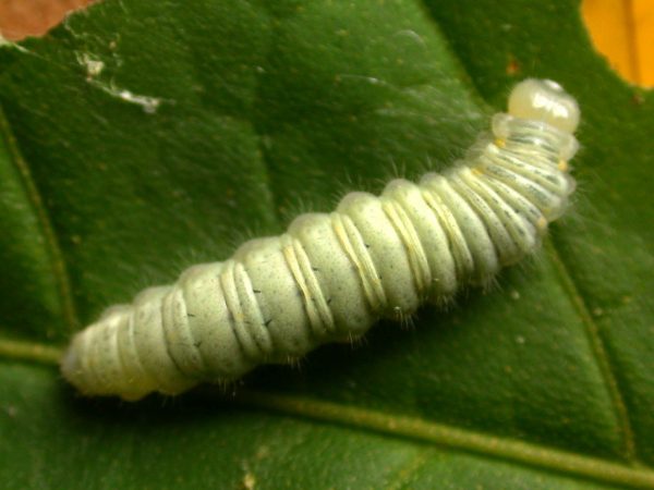 Hyalenna sulmona 5th instar, KRW-174