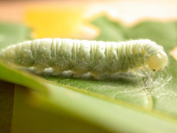 Hyalenna sulmona 5th instar, KRW-174