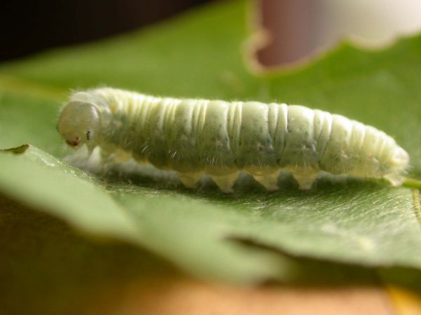 Hyalenna sulmona 5th instar, KRW-174