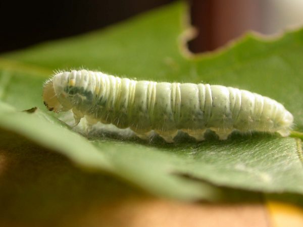 Hyalenna sulmona 5th instar, KRW-174