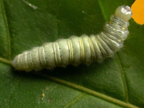 Hyalenna sulmona 5th instar, KRW-174