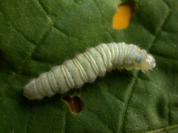 Hyalenna sulmona 5th instar, KRW-174