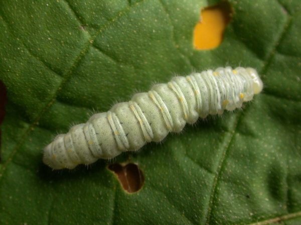 Hyalenna sulmona 5th instar, KRW-174