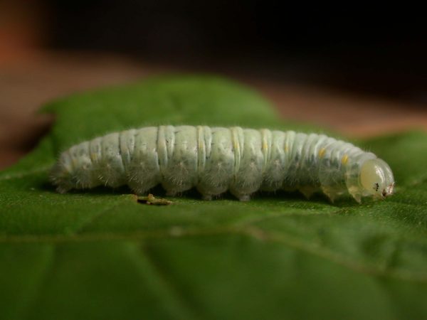 Hyalenna sulmona 5th instar, KRW-174