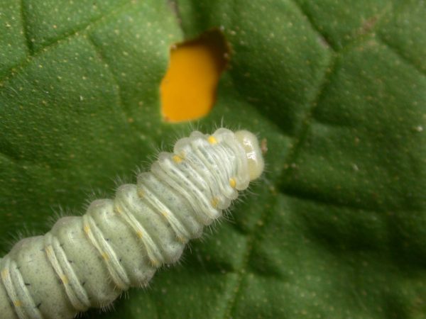 Hyalenna sulmona 5th instar, KRW-174