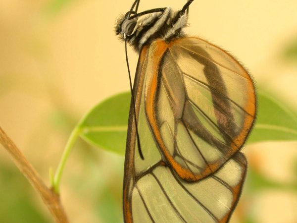 Hyalenna sulmona adult, KRW-174