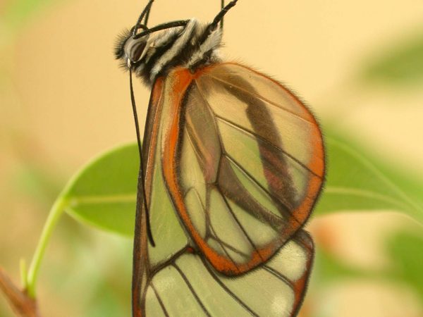 Hyalenna sulmona adult, KRW-174