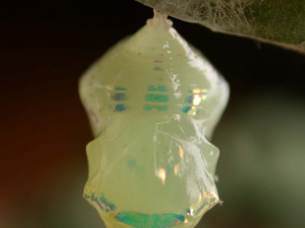 Hyalenna sulmona pupa dorsal, KRW-174