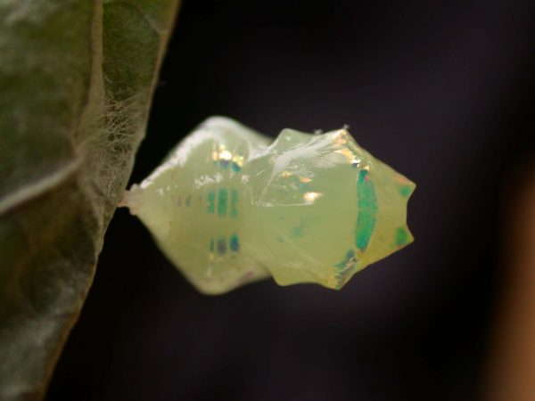 Hyalenna sulmona pupa dorsal, KRW-174
