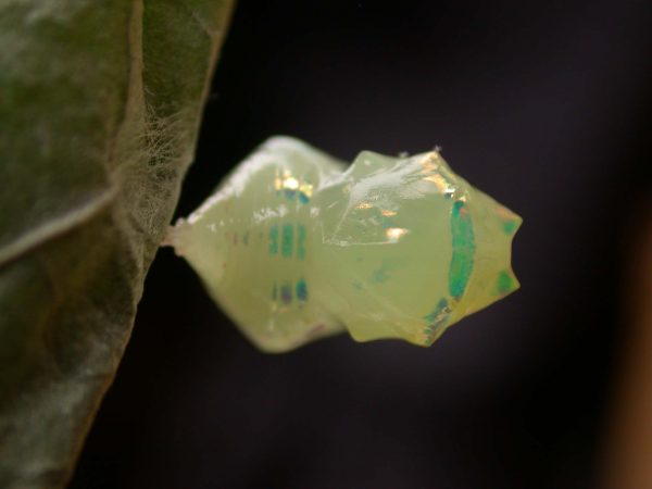 Hyalenna sulmona pupa dorsal, KRW-174