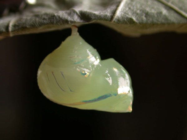Hyalenna sulmona pupa lateral, KRW-174