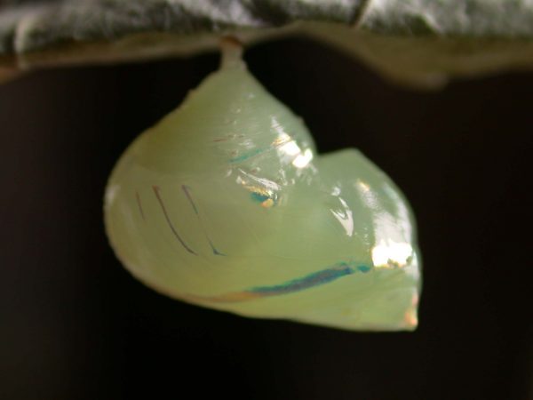 Hyalenna sulmona pupa lateral, KRW-174