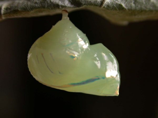 Hyalenna sulmona pupa lateral, KRW-174