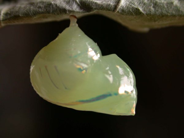 Hyalenna sulmona pupa lateral, KRW-174