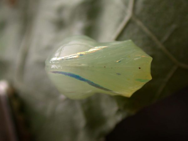 Hyalenna sulmona pupa ventral, KRW-174