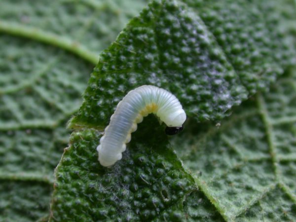 Hyalyris ocna 3rd instar, KRW-44