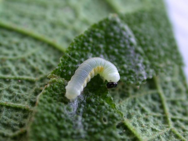 Hyalyris ocna 3rd instar, KRW-44