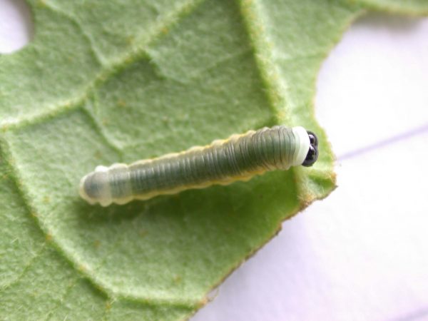 Hyalyris ocna 4th instar, KRW-43