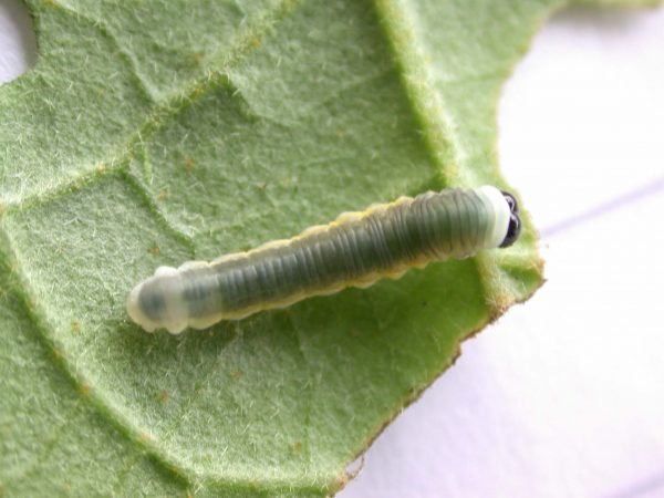 Hyalyris ocna 4th instar, KRW-43