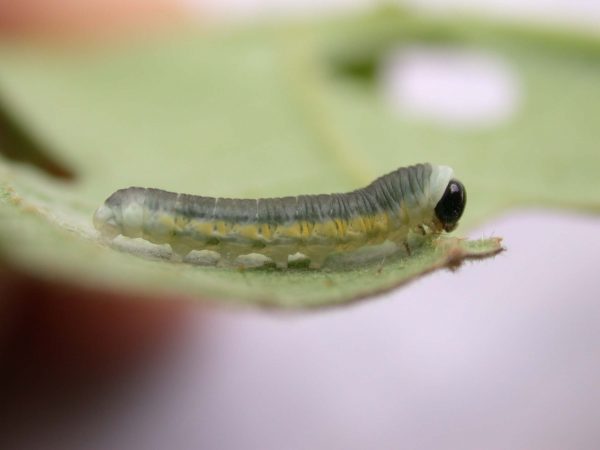 Hyalyris ocna 4th instar, KRW-43