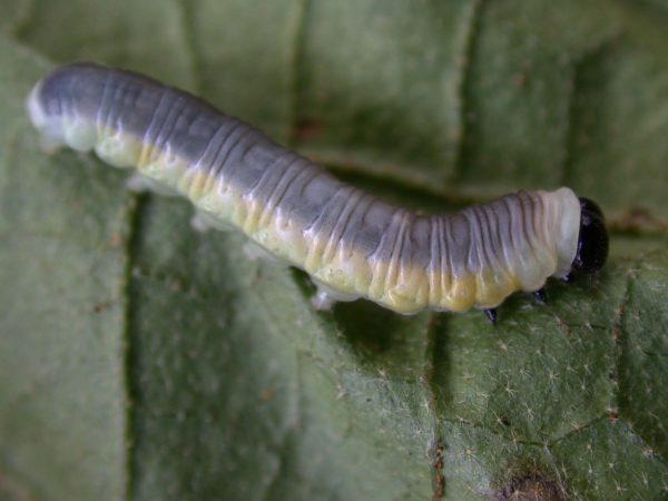 Hyalyris ocna 5th instar, KRW-43