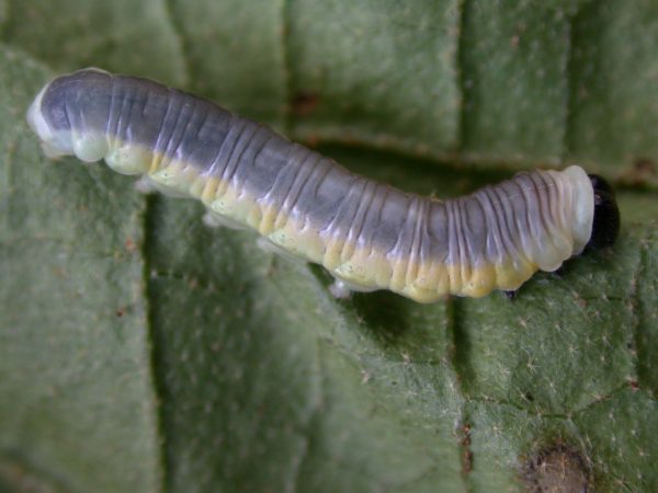 Hyalyris ocna 5th instar, KRW-43