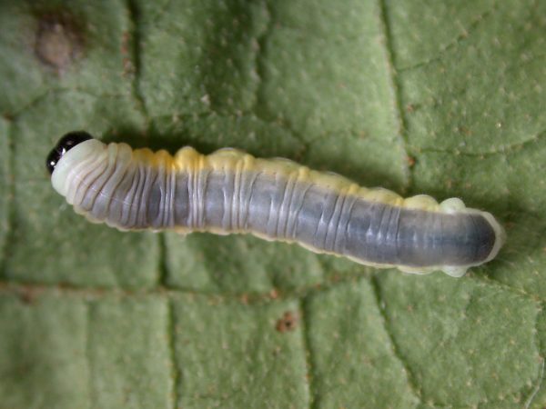 Hyalyris ocna 5th instar, KRW-43