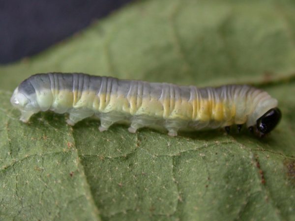 Hyalyris ocna 5th instar, KRW-43