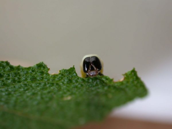 Hyalyris ocna 5th instar, KRW-44