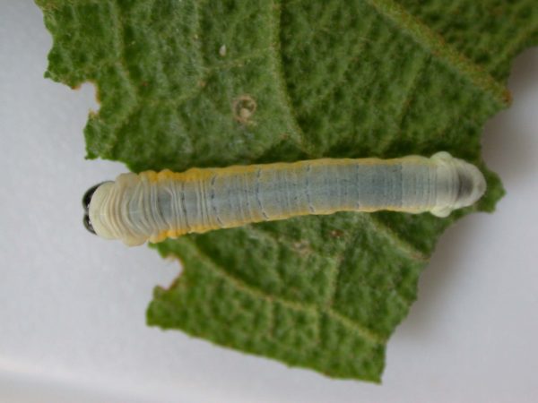 Hyalyris ocna 5th instar, KRW-44