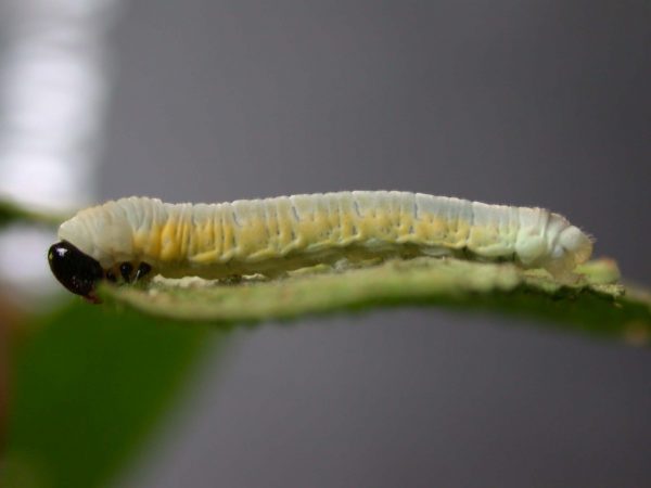 Hyalyris ocna 5th instar, KRW-44