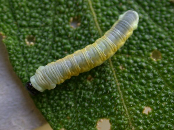 Hyalyris ocna 5th instar, KRW-58-1