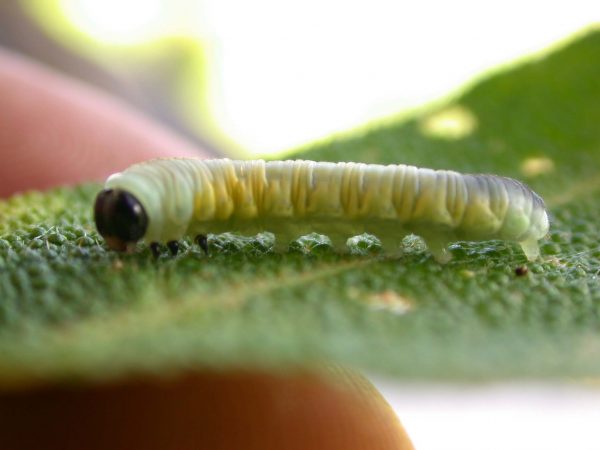 Hyalyris ocna 5th instar, KRW-58-1