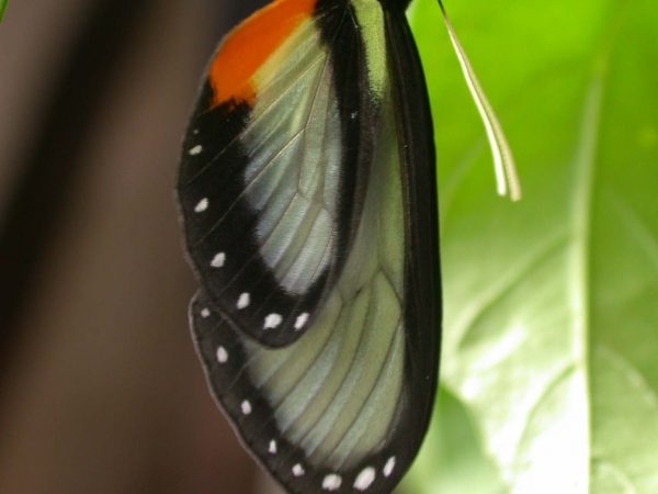 Hyalyris ocna adult, KRW-43