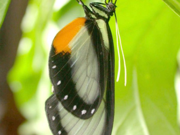 Hyalyris ocna adult, KRW-43