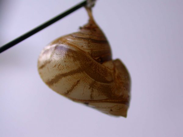 Hyalyris ocna pupa, KRW-43