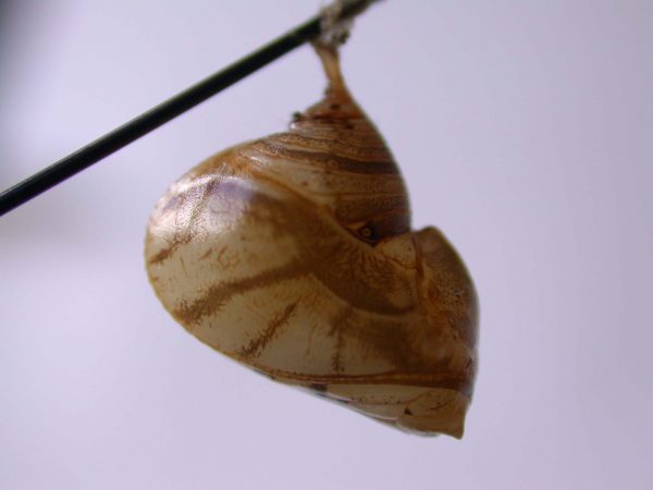 Hyalyris ocna pupa, KRW-43