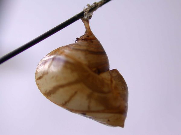 Hyalyris ocna pupa, KRW-43