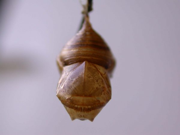 Hyalyris ocna pupa, KRW-43