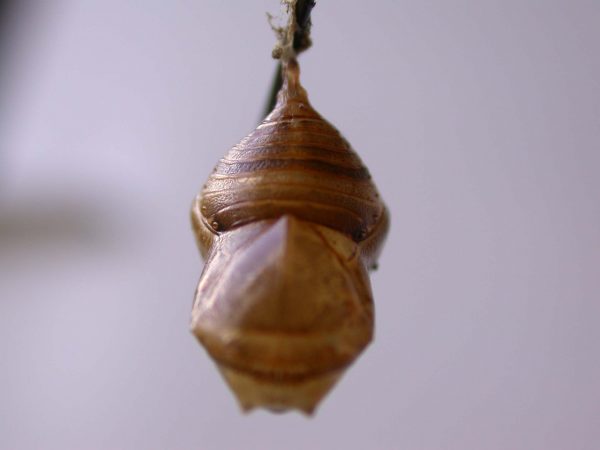 Hyalyris ocna pupa, KRW-43