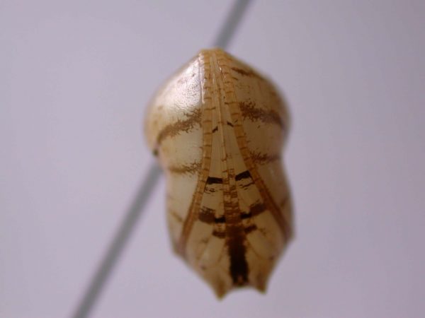 Hyalyris ocna pupa, KRW-43