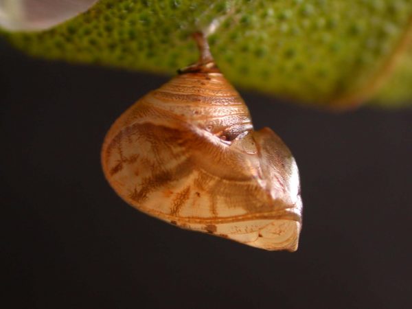 Hyalyris ocna pupa, KRW-44