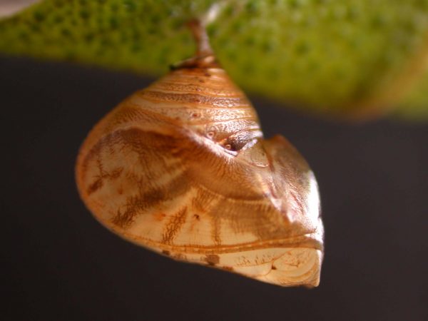 Hyalyris ocna pupa, KRW-44