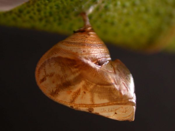 Hyalyris ocna pupa, KRW-44