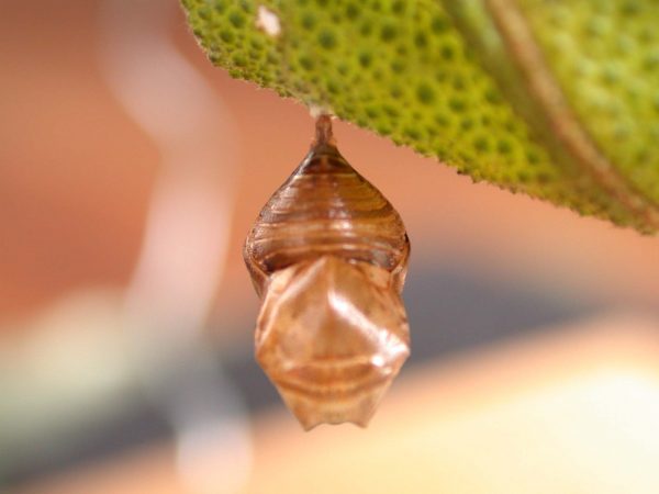 Hyalyris ocna pupa, KRW-44