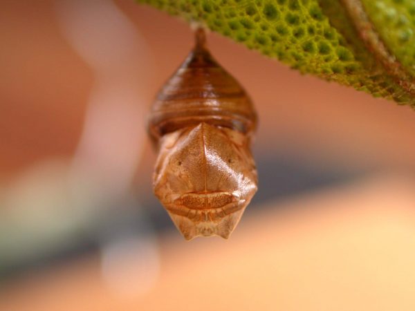 Hyalyris ocna pupa, KRW-44