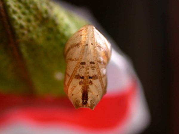 Hyalyris ocna pupa, KRW-44